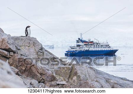 Stock Photograph - Gentoo penguin (Pygoscelis papua) on cliff looking at ship; Antarctica. Fotosearch