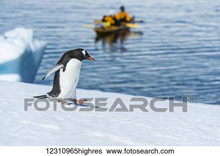 Gentoo penguin (Pygoscelis papua) on the shore and kayakers in the water, Neko harbour; Antarctica View Large Photo Image Stock Photograph - Gentoo penguin (Pygoscelis papua) on the shore and kayakers in the water, Neko harbour; Antarctica. Fotosearch