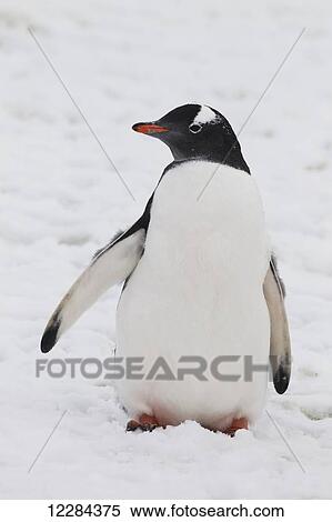 Stock Photography - Gentoo Penguin (Pygoscelis papua) on Petermann Island, Antarctic Peninsula; Antarctica. Fotosearch