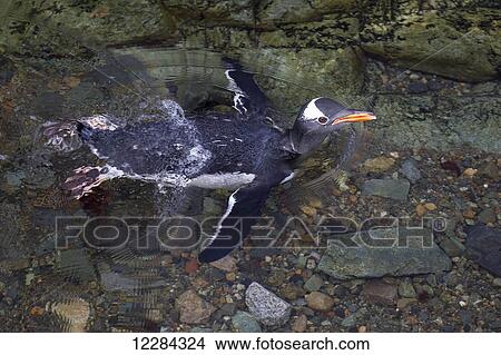 Gentoo Penguin (Pygoscelis papua) swimming at Almirante Brown Antarctic Base, Antarctic Peninsula; Antarctica View Large Photo Image Picture - Gentoo Penguin (Pygoscelis papua) swimming at Almirante Brown Antarctic Base, Antarctic Peninsula; Antarctica. Fotosearch