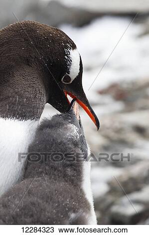 Stock Image - Gentoo Penguin (Pygoscelis papua) feeding chick at Port Lockroy, Antarctic Peninsula; Antarctica. Fotosearch