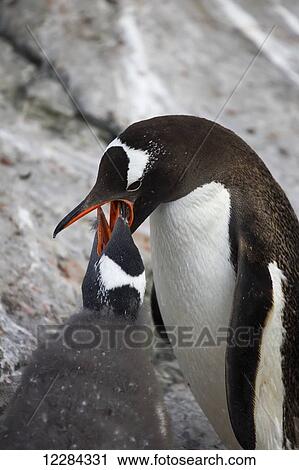 Gentoo Penguin (Pygoscelis papua) feeding chick at Almirante Brown Antarctic Base, Antarctic Peninsula; Antarctica View Large Photo Image Stock Image - Gentoo Penguin (Pygoscelis papua) feeding chick at Almirante Brown Antarctic Base, Antarctic Peninsula; Antarctica. Fotosearch