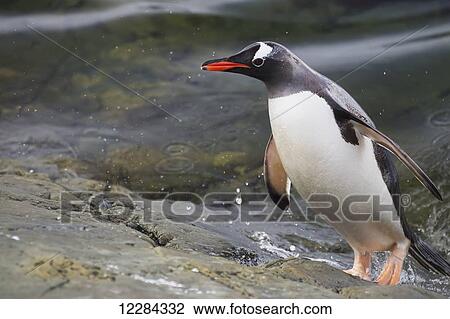 Gentoo Penguin (Pygoscelis papua) leaving water at Almirante Brown Antarctic Base, Antarctic Peninsula; Antarctica View Large Photo Image Stock Image - Gentoo Penguin (Pygoscelis papua) leaving water at Almirante Brown Antarctic Base, Antarctic Peninsula; Antarctica. Fotosearch