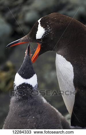 Gentoo Penguin (Pygoscelis papua) feeding chick at Almirante Brown Antarctic Base, Antarctic Peninsula; Antarctica View Large Photo Image Stock Image - Gentoo Penguin (Pygoscelis papua) feeding chick at Almirante Brown Antarctic Base, Antarctic Peninsula; Antarctica. Fotosearch