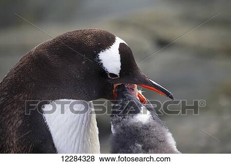 Gentoo Penguin (Pygoscelis papua) feeding chick at Almirante Brown Antarctic Base, Antarctic Peninsula; Antarctica View Large Photo Image Stock Photo - Gentoo Penguin (Pygoscelis papua) feeding chick at Almirante Brown Antarctic Base, Antarctic Peninsula; Antarctica. Fotosearch