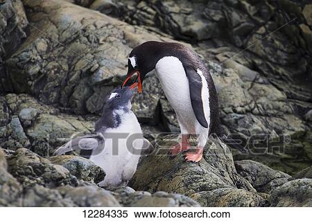 Gentoo Penguin (Pygoscelis papua) feeding chick at Almirante Brown Antarctic Base, Antarctic Peninsula; Antarctica View Large Photo Image Stock Photography - Gentoo Penguin (Pygoscelis papua) feeding chick at Almirante Brown Antarctic Base, Antarctic Peninsula; Antarctica. Fotosearch