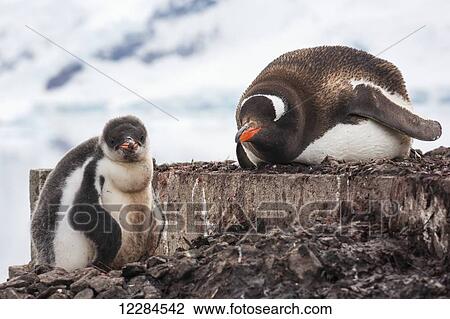Stock Image - Gentoo Penguin with chick (Pygoscelis papua) at Almirante Brown Antarctic Base, Paradise Harbour, Antarctic Peninsula; Antarctica. Fotosearch