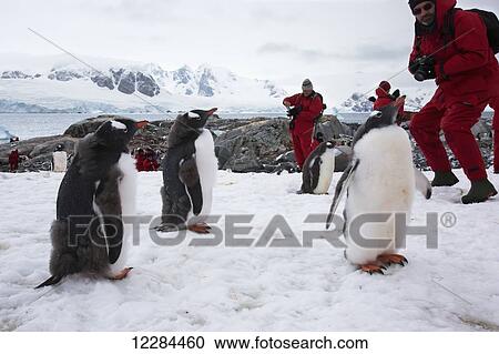 Gentoo Penguins (Pygoscelis papua) and tourists on Petermann Island, Antarctic Peninsula; Antarctica View Large Photo Image Stock Image - Gentoo Penguins (Pygoscelis papua) and tourists on Petermann Island, Antarctic Peninsula; Antarctica. Fotosearch