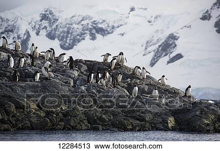 Gentoo Penguins (Pygoscelis papua) at Yelcho Base (Chile) in Paradise Harbour, Antarctic Peninsula; Antarctica View Large Photo Image Stock Image - Gentoo Penguins (Pygoscelis papua) at Yelcho Base (Chile) in Paradise Harbour, Antarctic Peninsula; Antarctica. Fotosearch