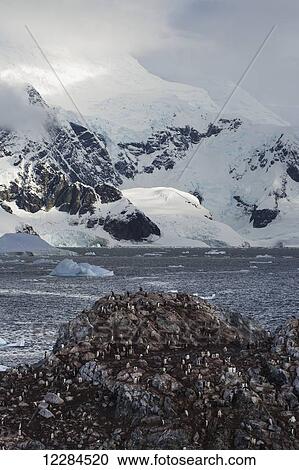 Stock Image - Gentoo Penguins (Pygoscelis papua) at Yelcho/Videla Base (Chile) in Paradise Harbour, Antarctic Peninsula; Antarctica. Fotosearch