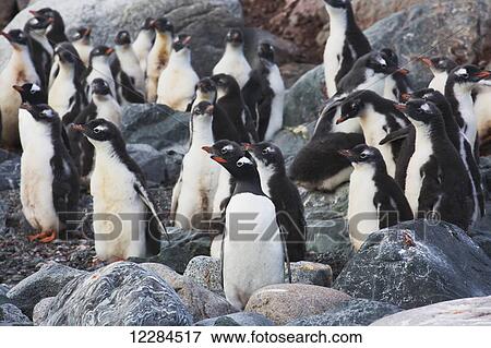 Stock Photo - Gentoo Penguins (Pygoscelis papua) at Yelcho Base (Chile) in Paradise Harbour, Antarctic Peninsula; Antarctica. Fotosearch