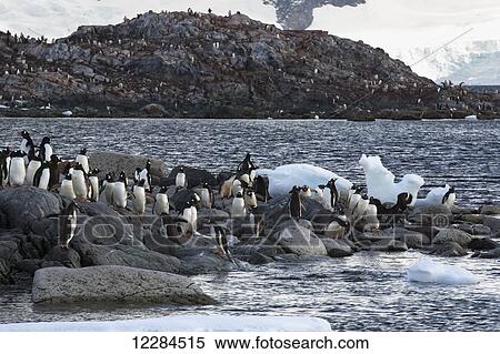 Gentoo Penguins (Pygoscelis papua) at Yelcho Base (Chile) in Paradise Harbour, Antarctic Peninsula; Antarctica View Large Photo Image Stock Photography - Gentoo Penguins (Pygoscelis papua) at Yelcho Base (Chile) in Paradise Harbour, Antarctic Peninsula; Antarctica. Fotosearch