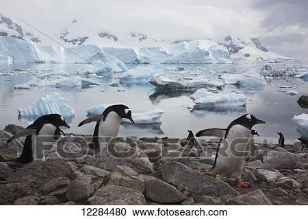 Gentoo Penguins (Pygoscelis papua) in Neko Harbor, Antarctic Peninsula; Antarctica View Large Photo Image Stock Image - Gentoo Penguins (Pygoscelis papua) in Neko Harbor, Antarctic Peninsula; Antarctica. Fotosearch