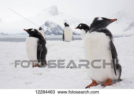 Stock Image - Gentoo Penguins (Pygoscelis papua) on Petermann Island, Antarctic Peninsula; Antarctica. Fotosearch