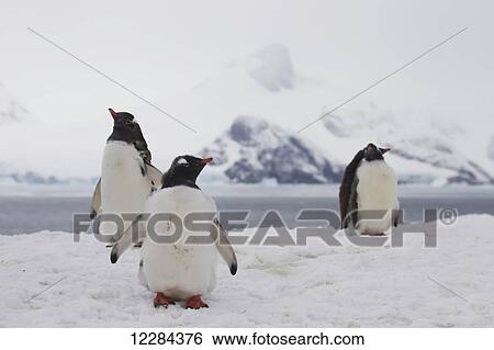 Stock Photograph - Gentoo Penguins (Pygoscelis papua) on Petermann Island, Antarctic Peninsula; Antarctica. Fotosearch