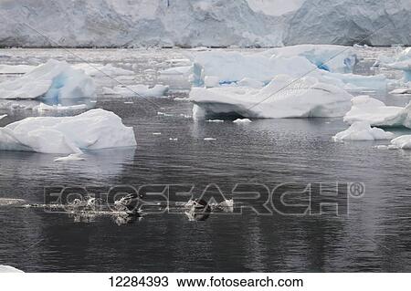 Stock Image - Gentoo Penguins (Pygoscelis papua) travelling in Neko Harbor, Antarctic Peninsula; Antarctica. Fotosearch