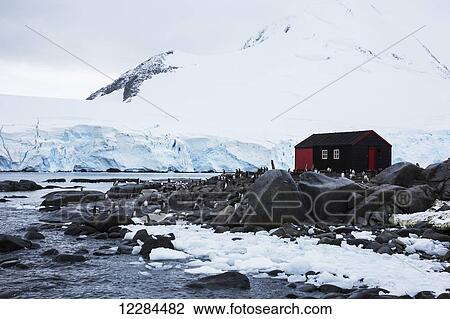 Gentoo Penguins (Pygoscelis papua) feeding chicks at Yelcho Base (Chile), Antarctic Peninsula; Antarctica View Large Photo Image Stock Image - Gentoo Penguins (Pygoscelis papua) feeding chicks at Yelcho Base (Chile), Antarctic Peninsula; Antarctica. Fotosearch