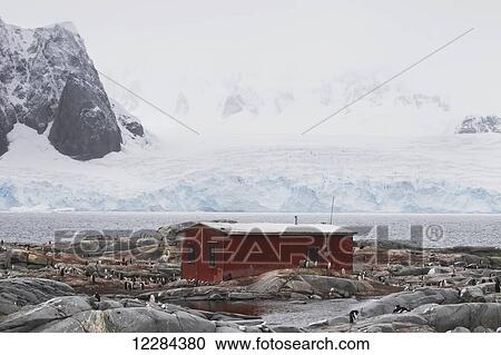 Gentoo Penguins (Pygoscelis papua)and Groussac hut on Petermann Island, Antarctic Peninsula; Antarctica View Large Photo Image Stock Image - Gentoo Penguins (Pygoscelis papua)and Groussac hut on Petermann Island, Antarctic Peninsula; Antarctica. Fotosearch