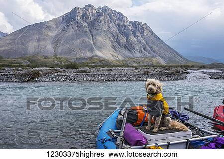 Stock Photograph - Golden doodle sits in a raft along the Marsh Fork of the Canning River in the Arctic National Wildlife Refuge, Summer, Alaska. Fotosearch
