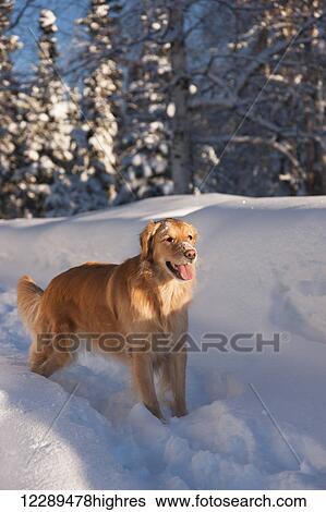 Golden Retreiver standing in the snow in front of a spruce forest, Anchorage Golf course, winter, Southcentral Alaska, USA. View Large Photo Image Stock Photograph - Golden Retreiver standing in the snow in front of a spruce forest, Anchorage Golf course, winter, Southcentral Alaska, USA.. Fotosearch