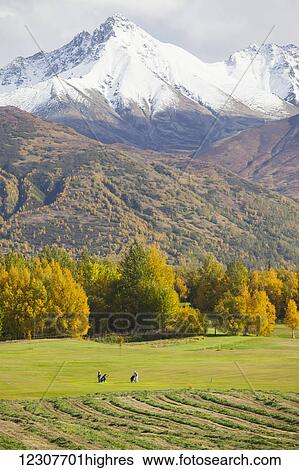 Stock Photograph - Golfers at golf course on Fishhook Road outside Palmer in Autumn. Southcentral Alaska.. Fotosearch