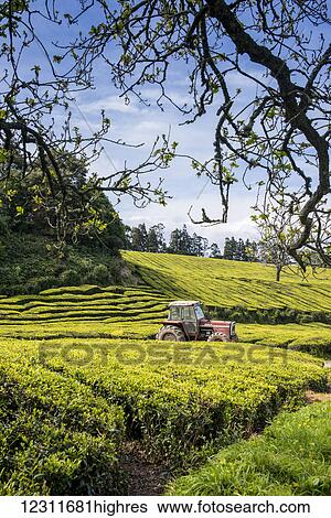 Gorreana Tea Plantation, Azores is the only place in Europe where tea is growing; Sao Miguel, Azores, Portugal View Large Photo Image Stock Photograph - Gorreana Tea Plantation, Azores is the only place in Europe where tea is growing; Sao Miguel, Azores, Portugal. Fotosearch