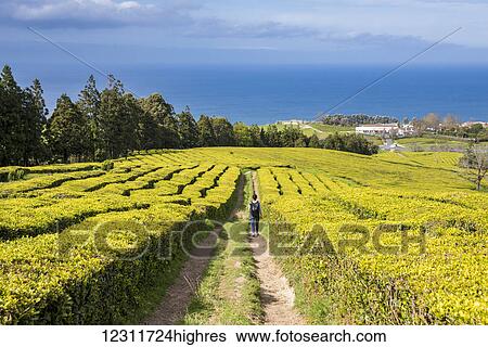 Gorreana Tea Plantation, Azores is the only place in Europe where tea is growing; Sao Miguel, Azores, Portugal View Large Photo Image Stock Photograph - Gorreana Tea Plantation, Azores is the only place in Europe where tea is growing; Sao Miguel, Azores, Portugal. Fotosearch