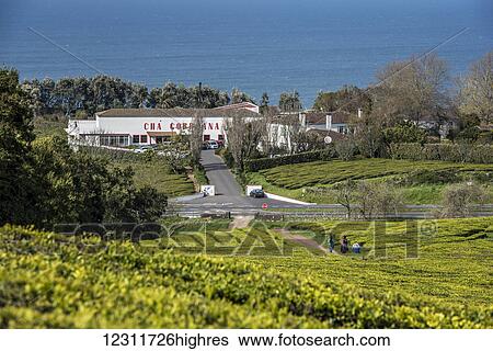 Stock Photograph - Gorreana Tea Plantation, Azores is the only place in Europe where tea is growing; Sao Miguel, Azores, Portugal. Fotosearch