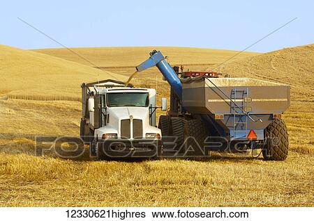 Grain Cart Pulled By A Tractor Offloading Grain Into A Transport Truck; Washington, United States Of America View Large Photo Image Stock Photograph - Grain Cart Pulled By A Tractor Offloading Grain Into A Transport Truck; Washington, United States Of America. Fotosearch