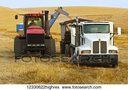Grain Cart Pulled By A Tractor Offloading Grain Into A Transport Truck; Washington, United States Of America View Large Photo Image Stock Photograph - Grain Cart Pulled By A Tractor Offloading Grain Into A Transport Truck; Washington, United States Of America. Fotosearch