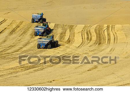 Stock Photograph - Grain Carts Waiting To Be Filled In The Hills Of The Palouse Region Of Washington; Washington, United States Of America. Fotosearch