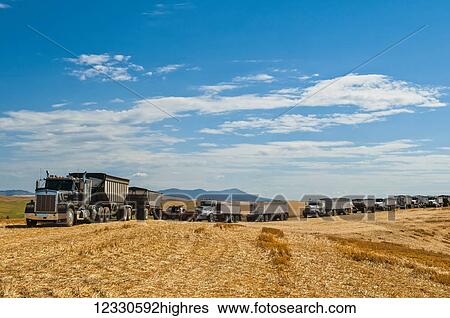 Stock Photograph - Grain Trucks Line Up On The Harvested Grain Fields In The Palouse Region Of Eastern Washington; Washington, United States Of America. Fotosearch