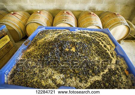 Grape mash; Paarl, Western Cape, South Africa View Large Photo Image Stock Image - Grape mash; Paarl, Western Cape, South Africa. Fotosearch
