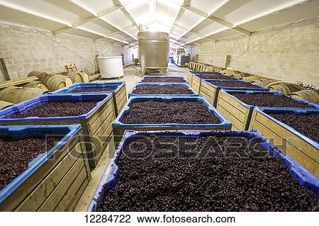 Grape mash; Paarl, Western Cape, South Africa View Large Photo Image Stock Image - Grape mash; Paarl, Western Cape, South Africa. Fotosearch