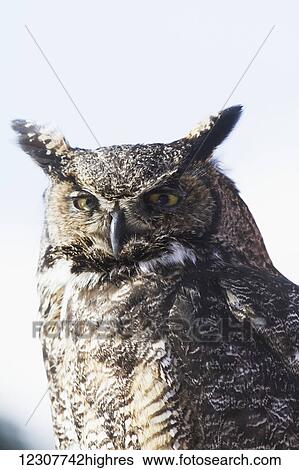 Great Horned Owl at the Alaska Wildlife Conservation Center in Portage in Southcentral Alaska. Winter. View Large Photo Image Stock Photograph - Great Horned Owl at the Alaska Wildlife Conservation Center in Portage in Southcentral Alaska. Winter.. Fotosearch