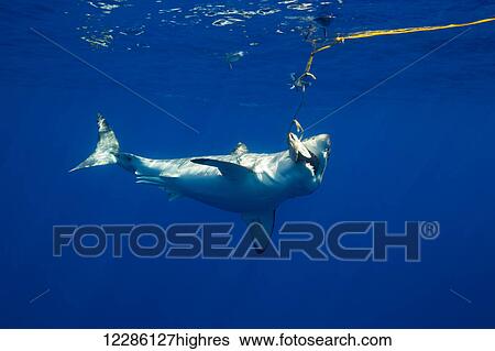 Stock Photograph - Great white shark (Carcharodon carcharias); Guadalupe Island, Mexico. Fotosearch