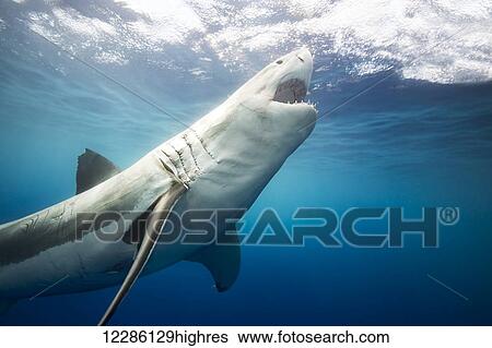 Stock Photograph - Great white shark (Carcharodon carcharias); Guadalupe Island, Mexico. Fotosearch