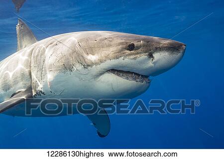 Stock Photograph - Great white shark (Carcharodon carcharias); Guadalupe Island, Mexico. Fotosearch