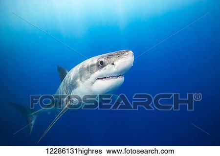 Stock Photograph - Great white shark (Carcharodon carcharias); Guadalupe Island, Mexico. Fotosearch