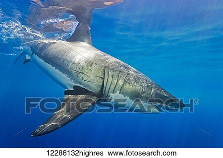 Stock Photograph - Great white shark (Carcharodon carcharias); Guadalupe Island, Mexico. Fotosearch