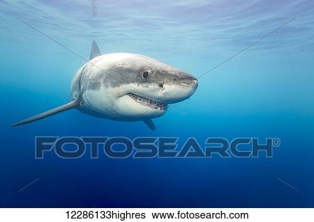 Stock Photograph - Great white shark (Carcharodon carcharias); Guadalupe Island, Mexico. Fotosearch