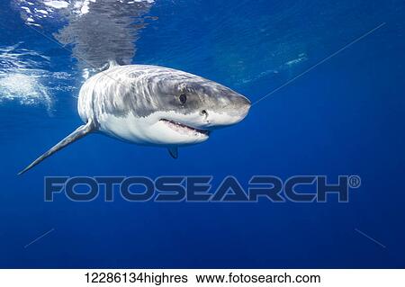 Stock Photograph - Great white shark (Carcharodon carcharias); Guadalupe Island, Mexico. Fotosearch