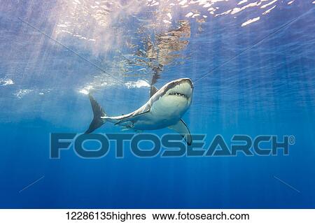 Stock Photograph - Great white shark (Carcharodon carcharias); Guadalupe Island, Mexico. Fotosearch