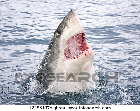 Stock Photograph - Great white shark (Carcharodon carcharias) with mouth open above the surface of the water; Guadalupe Island, Mexico. Fotosearch
