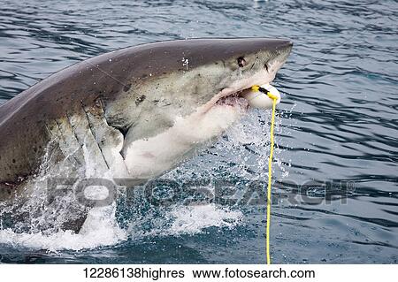 Stock Photograph - Great white shark (Carcharodon carcharias) attacking a bait float; Guadalupe Island, Mexico. Fotosearch