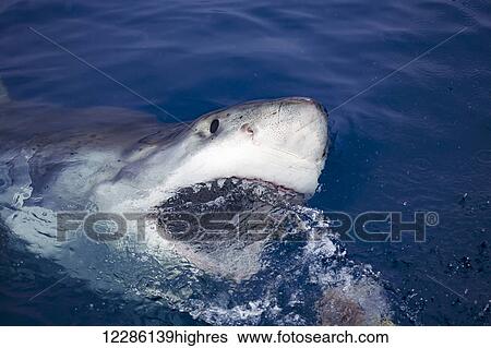 Stock Photograph - Great white shark (Carcharodon carcharias) biting at the surface of the water; Guadalupe Island, Mexico. Fotosearch