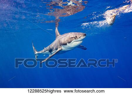 Stock Photograph - Great white shark (Carcharodon carcharias) moving towards bait off Guadalupe Island; Mexico. Fotosearch