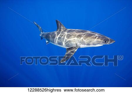 Stock Photograph - Great white shark (Carcharodon carcharias); Guadalupe Island, Mexico. Fotosearch