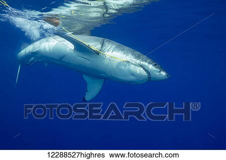 Stock Photograph - Great white shark (Carcharodon carcharias) biting a floating bait used to attract it; Guadalupe Island, Mexico. Fotosearch