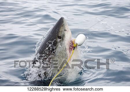 Great white shark (Carcharodon carcharias) breaking the surface of the water for bait used to attract it; Guadalupe Island, Mexico View Large Photo Image Stock Photograph - Great white shark (Carcharodon carcharias) breaking the surface of the water for bait used to attract it; Guadalupe Island, Mexico. Fotosearch